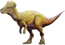 202004_Pachycephalosaurus_wyomingensis