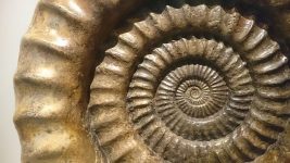 640px-Ammonite_1