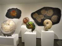 640px-Ammonite_exhibit_-_Houston_Museum_of_Natural_Science_-_DSC01940