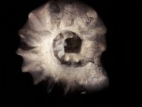 640px-Ammonite,_exposition_Un_T-Rex_à_Paris,_Muséum_national_d'histoire_naturelle