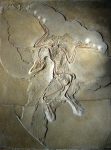 640px-Archaeopteryx_lithographica_(Berlin_specimen)