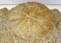 640px-Astrodapsis_arnoldi_fossil_sand_dollar_(Pliocene;_Monterey_County,_California,_USA)_(17204442820)