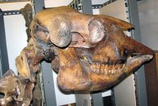 640px-Bison_antiquus_(Pleistocene;_Nebraska,_USA)_4_(15421411136)
