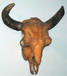640px-Bison_antiquus_fossil_buffalo_(Pleistocene;_North_America)_1_(15444527025)