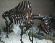 640px-Bison_antiquus_fossil_buffalo_(Upper_Pleistocene;_near_Folsom,_northeastern_New_Mexico,_USA)_1_(15257727778)