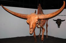 640px-Bison_latifrons_fossil_buffalo_(Pleistocene;_North_America)_2_(15444089682)