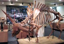 640px-Bison_latifrons_fossil_buffalo_(Pleistocene;_North_America)_5_(15257948758)