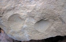640px-Brachiopod_fossils_in_sandstone_(Byer_Sandstone,_Lower_Mississippian;_west_of_Toboso,_Ohio,_USA)_7_(31003354191)