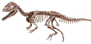 640px-Dilophosaurus_sinensis_-_MUSE