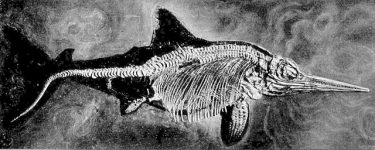 640px-EB1911_Palaeontology_-_ichthyosaur_skeleton