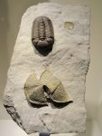 640px-Eldredgeops_crassituberculata_with_brachiopods,_Middle_Devonian,_Silica_Shale_units_7-8,_Sylvania,_Ohio,_USA_-_Houston_Museum_of_Natural_Science_-_DSC01737