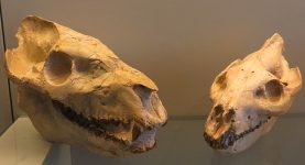 640px-Eporeodon_and_Merycoidodon_skulls