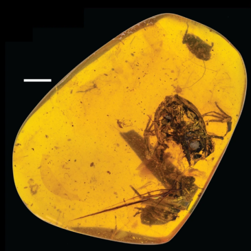 640px-Fossil_frog_in_amber