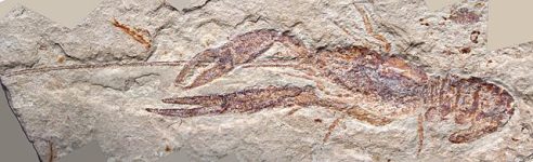 640px-Fossil_shrimp_cropped