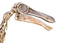 640px-Gallimimus_bullatus.002_-_Natural_History_Museum_of_London_(white_background)
