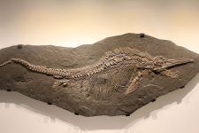 640px-Gfp-ichthyosaur-stenopterygius