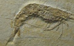 640px-Gfp-shrimp-fossil