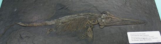 640px-Ichthyosaur_fossil