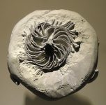 640px-Iocrinus_subcrassus,_crinoid,_Late_Ordovician,_McMillan_Formation,_Butler_County,_Ohio,_USA_-_Houston_Museum_of_Natural_Science_-_DSC01499