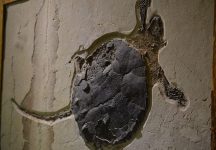 640px-Long_tailed_turtle_fossil