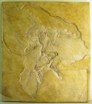 640px-Naturkundemuseum_Berlin_-_Archaeopteryx_-_Eichstätt