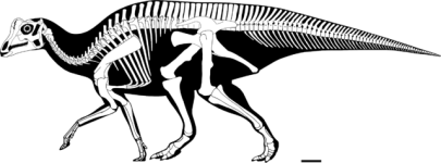 640px-Parasaurolophus_reconstructed_skeleton