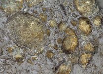 640px-Pyritized_brachiopods_(Silica_Formation,_Middle_Devonian;_quarry_in_Sylvania_area,_Lucas_County,_northwestern_Ohio,_USA)_(15522841836)