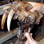 640px-Smilodon_saber-toothed_tiger_skull_(La_Brea_Asphalt,_Upper_Pleistocene;_Rancho_La_Brea_tar_pits,_southern_California,_USA)_2_(15443304452)