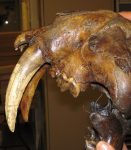 640px-Smilodon_saber-toothed_tiger_skull_(La_Brea_Asphalt,_Upper_Pleistocene;_Rancho_La_Brea_tar_pits,_southern_California,_USA)_3_(15420580706)