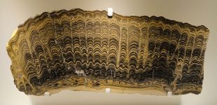 640px-Stromatolite,_Greysonia_sp.,_Vendian,_Bolivia_-_Houston_Museum_of_Natural_Science_-_DSC01363