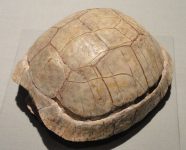 640px-Stylemys_nebrascensis,_turtle,_Oligocene,_Brule_Formation,_Shannon_County,_South_Dakota,_USA_-_Houston_Museum_of_Natural_Science_-_DSC01985