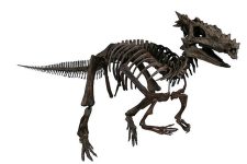 640px-The_Childrens_Museum_of_Indianapolis_-_Dracorex_skeletal_reconstruction
