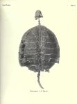640px-The_fossil_turtles_of_North_America_BHL18768104