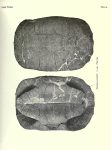 640px-The_fossil_turtles_of_North_America_BHL18768198