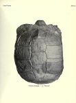640px-The_fossil_turtles_of_North_America_BHL18768232