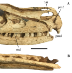 640px-Velociraptor_rostrum_(holotype)