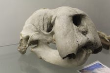 640px-Walrus_(Odobenus_rosmarus)_skull_at_the_Royal_Veterinary_College_anatomy_museum