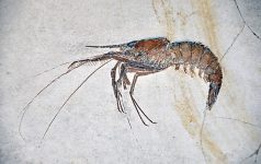 Aeger_tipularius_(fossil_shrimp)_Solnhofen_Limestone