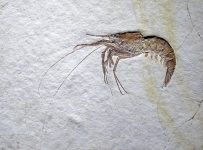 Aeger_tipularius_(fossil_shrimp)_(Solnhofen_Limestone,_Upper_Jurassic;_Eichstatt_District,_Germany)_2_(36037440345)