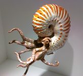 Ammonite_reconstruction