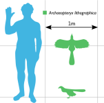 Archaeopteryx_Scale.svg