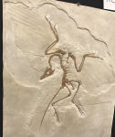 Archaeopteryx_copy