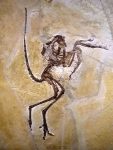 Archaeopteryx_in_Solnhofener_Plattenkalk