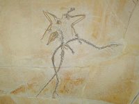 Archaeopteryx_lithographica_Thermopolis