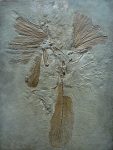 Archaeopteryx_lithographica_paris