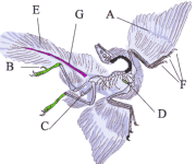 Archaeopteryx_schema_small