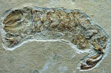 Archaeosculda_fossil