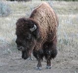 Bison_bison_(American_plains_buffalo)_(Little_Missouri_Badlands,_North_Dakota,_USA)_6