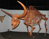 Bison_latifrons_fossil_buffalo_(Pleistocene;_North_America)_1_(15257877377)