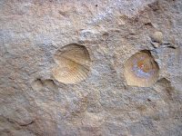 Brachiopod_fossils_in_sandstone_(Byer_Sandstone,_Lower_Mississippian;_west_of_Toboso,_Ohio,_USA)_6_(31117109325)